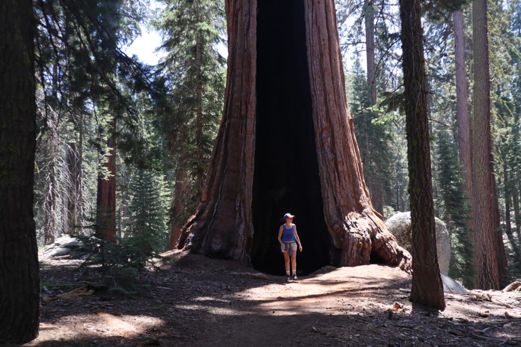 sequoia kingscanyon vacationplanner